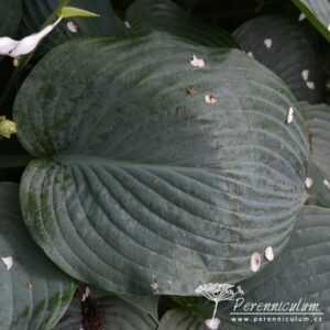 Hosta Snowden