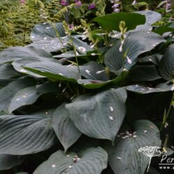 Hosta Snowden