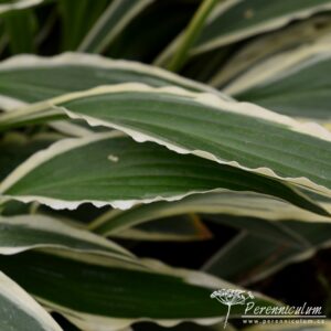 Hosta Stiletto