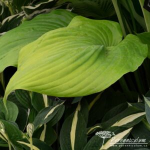 Hosta Sum and Substance