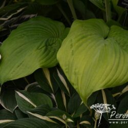 Hosta Sum and Substance