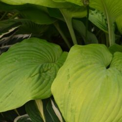 Hosta Sum and Substance