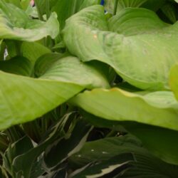 Hosta Sum and Substance