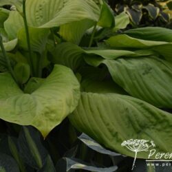 Hosta Sum and Substance