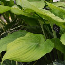 Hosta Sum and Substance