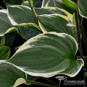 Hosta Torchlight