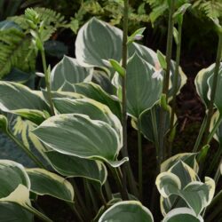 Hosta Torchlight