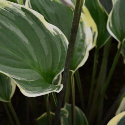 Hosta Torchlight
