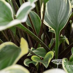 Hosta Torchlight