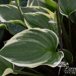 Hosta Torchlight