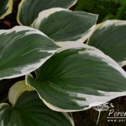Hosta Torchlight