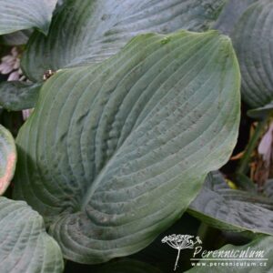 Hosta True Blue