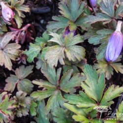 Anemone blanda Blue Form