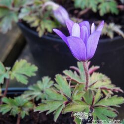 Anemone blanda Blue Form