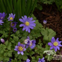 Anemone blanda Blue