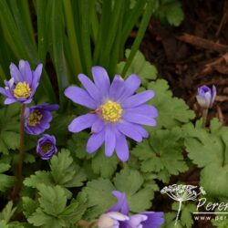 Anemone blanda Blue