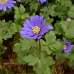Anemone blanda Blue