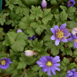 Anemone blanda Blue