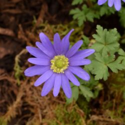 Anemone blanda Blue
