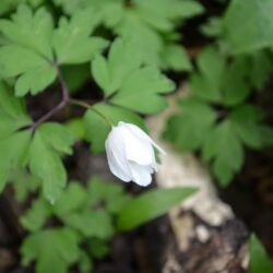 Anemone nemorosa