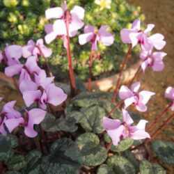Cyclamen alpinum