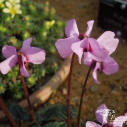Cyclamen alpinum