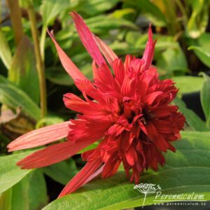 Echinacea Hot Papaya