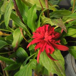 Echinacea Hot Papaya