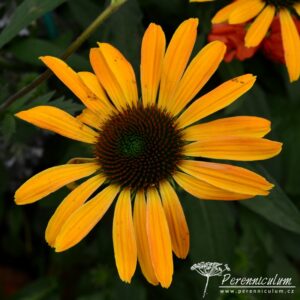 Echinacea Julia