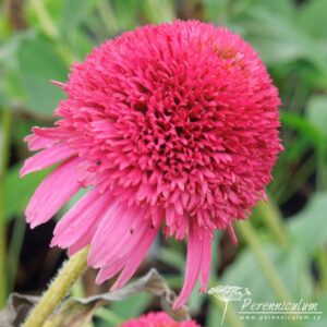 Echinacea Piccolino