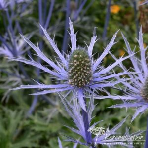 Eryngium x zabelii Forncett Ultra