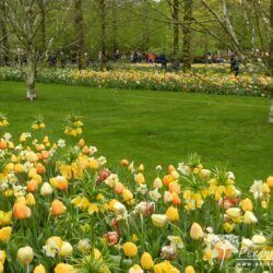 Fritillaria imperialis Maxima Lutea