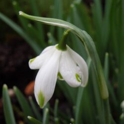 Galanthus nivalis Pussey Green Tips