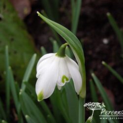 Galanthus nivalis Pussey Green Tips
