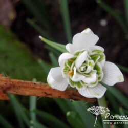 Galanthus nivalis Pussey Green Tips
