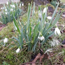Galanthus nivalis Viridapice