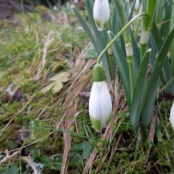 Galanthus nivalis Viridapice