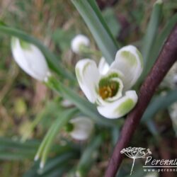 Galanthus nivalis Viridapice