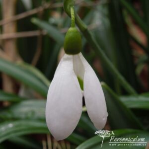 Galanthus plicatus Colossus