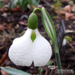 Galanthus plicatus Galanthus plicatus