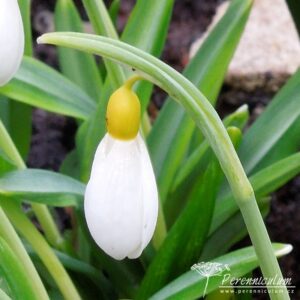 Galanthus plicatus Wendy's Gold