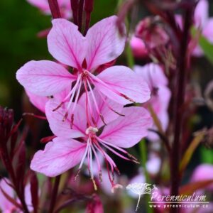 Gaura Lillipop Pink