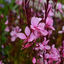 Gaura Lillipop Pink
