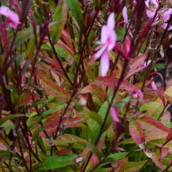 Gaura Lillipop Pink