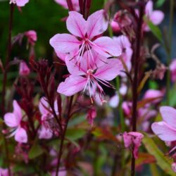 Gaura Lillipop Pink