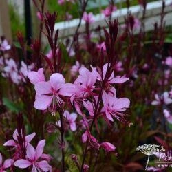 Gaura Lillipop Pink