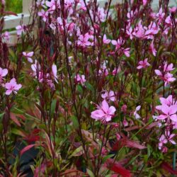 Gaura Lillipop Pink