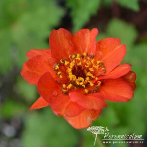 Geum Mrs J Bradshaw