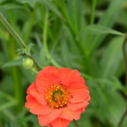 Geum Mrs J Bradshaw
