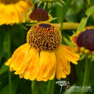 Helenium Goldfuchs